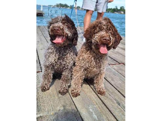 PoulaTo: Κουτάβια Lagotto Romagnolo